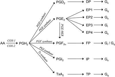 A Vasopressin-Induced Change in Prostaglandin Receptor Subtype Expression Explains the Differential Effect of PGE2 on AQP2 Expression